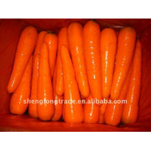2011 china cenoura vermelha fresca baixo preço